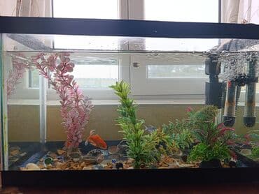 akvarium filterleri: Təcili satılır köclə — 13