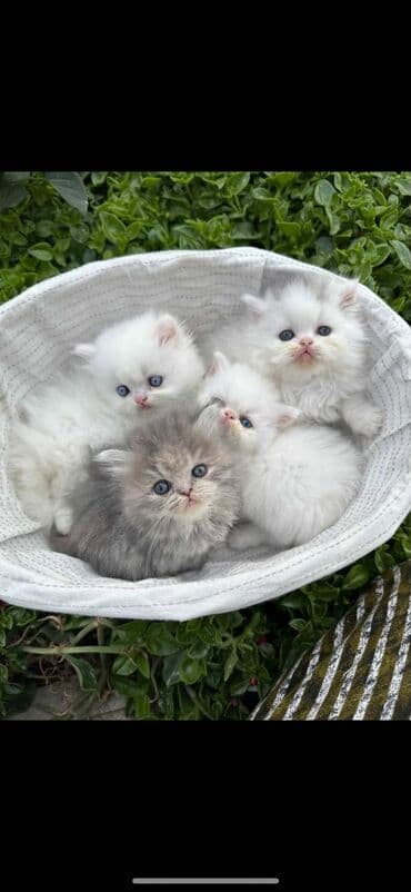 şotlan pişik: Şotland yastı qulaq, Erkək, Dişi, Yaxşı əllərə, Ünvandan götürmə, Pulsuz çatdırılma, Ödənişli çatdırılma — 32