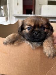 dişi labrador: Pekines, Dişi — 2