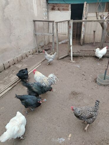 Gəmiricilər: Toyuq, Damazlıq — 6