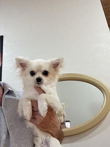gold chinchilla: Çixuahua, 8 ay, Erkek, Peyvəndli, Ödənişli çatdırılma — 5