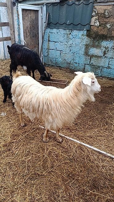 tap az keciler: Salam.sydlu keci 3 aydl dogub.butulka emcey.barter erkey — 2