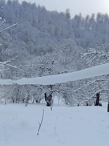 meşə torpağı: Tikinti — 3