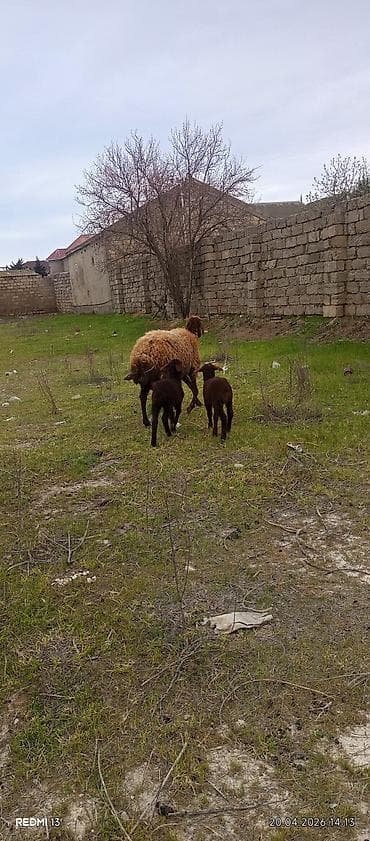 əmlik quzular: Bir ana iki bala quzular dişidi ÜNVAN BAKI şəhəri buzovna — 7