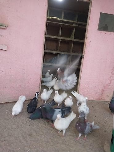 goyercin satisi: Oz goyercinlerimdi satiram kom sekilde tek tek satilmir baha qiymete — 2