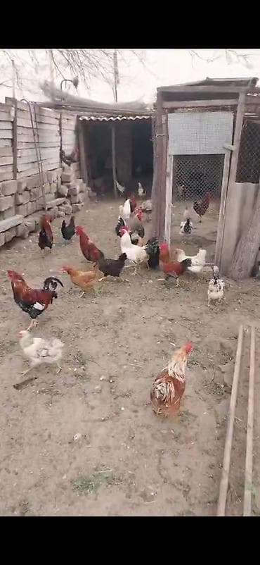 yemler: Təbii şəraitdə bəslənən qarışıq cins yumurta toyuqları və xoruzlar - — 6