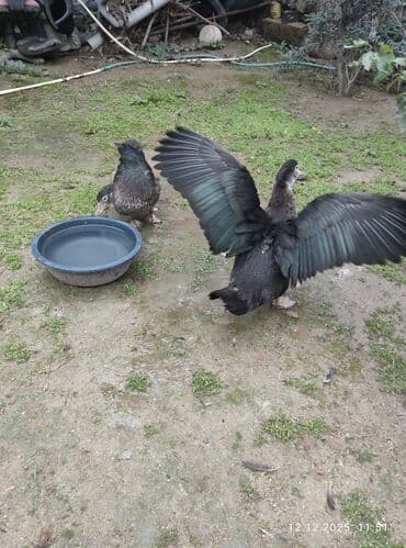 it dami satilir: Zümrüdü lal ördək,biri ərkey biri dişidi.4 ayliqdi.Ev heyvaniditam — 2