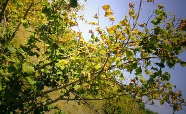 xacmazda evler: 74 соток, Для сельского хозяйства, Собственник, Купчая — 6