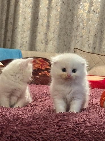 ragdoll pişik: Şotland yastı qulaq, Erkək, Dişi, Yaxşı əllərə, Ünvandan götürmə, Pulsuz çatdırılma, Ödənişli çatdırılma — 10