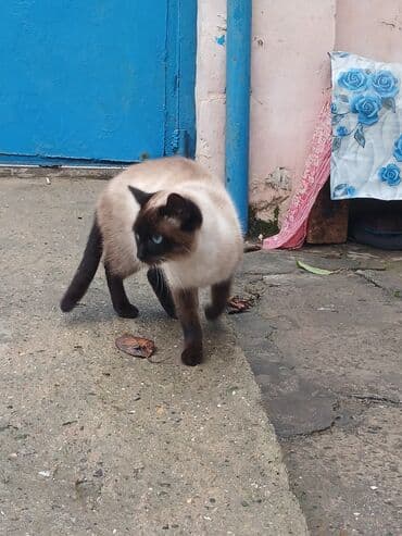 enli quyruq: Siam, Dişi — 4