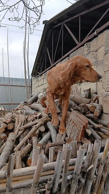 naxcivan heyvan elanlari: 5 ay, Dişi, Peyvəndli, Ünvandan götürmə, Ödənişli çatdırılma — 2