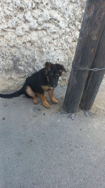 немецкая овчарка цена в баку: Немецкая овчарка, 6 месяцев, Самец, Самовывоз — 3