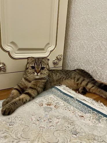 pişik cutləşdirilir: Şotland, Dişi — 3