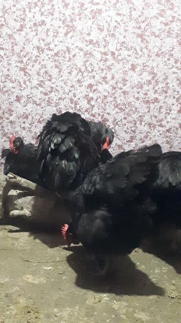 Heyvanlar üçün mallar: Avstrolop mayali yumurta. Deneynen.1.50qep kasetnen.40 azn Bawqa — 5