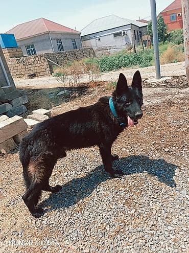Alman çoban iti, 2 il, Erkek, Peyvəndli, Ünvandan götürmə lalafo.az -da Alman çoban iti, 2 il, Erkek, Peyvəndli, Ünvandan götürmə