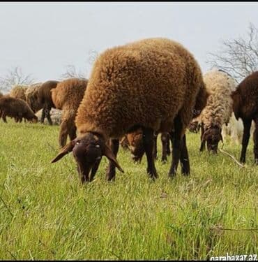 ramanov qoyunlar: Heyvandarlıq üçün whatsap qrupu var qoşulmaq istəyən olsa yazsın qosaq — 2