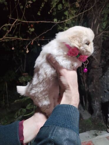 pişik balası: Pekines, Dişi — 3