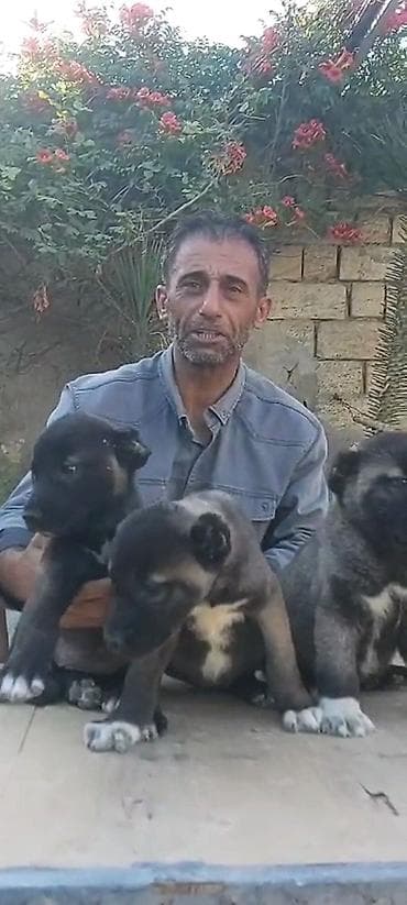 heyvanlar: Kanqal, 2 ay, Erkek, Peyvəndli, Rayonlara çatdırılma, Ünvandan götürmə, Ödənişli çatdırılma — 5