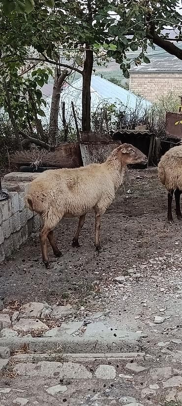 keci dişi: 5 baş kök boğaz heyvanlardır.Real alıcıya cüzi endirim olunacaq — 1