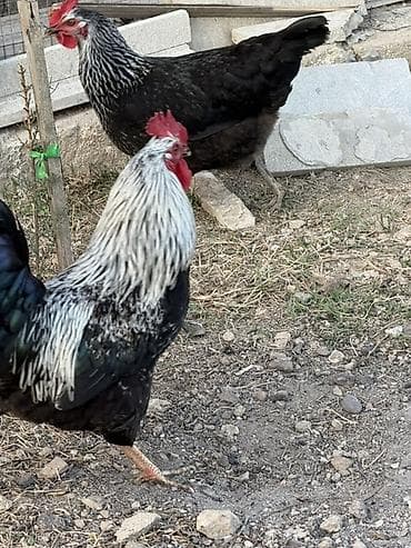 xoruzdar: Məhsul: Qara-lələklı, gümüşi yaxalı toyuq cinsi xoruz Xüsusiyyətlər — 5