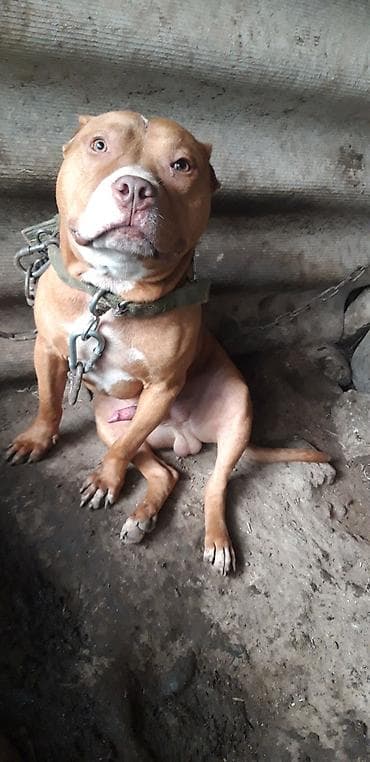 haski itleri: Pitbul, 1 il, Erkek, Peyvəndli — 2