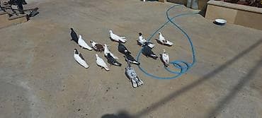 Qaralar şar kimidi ebreş 18 tuk erkeydi ag erkey 20 tukdu qara baş