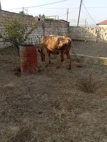 inək bazarı: Dişi, il: 6, 260 kq, Damazlıq, Südlük — 2