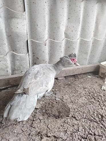 Lavanda ərkey avqustun yeddisi çıxb göründüyü kimi iri bir şeydi real