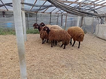 qala qoyunlar: Dişi, Qala, il: 1, 50 kq, Damazlıq, Ünvandan götürmə — 3
