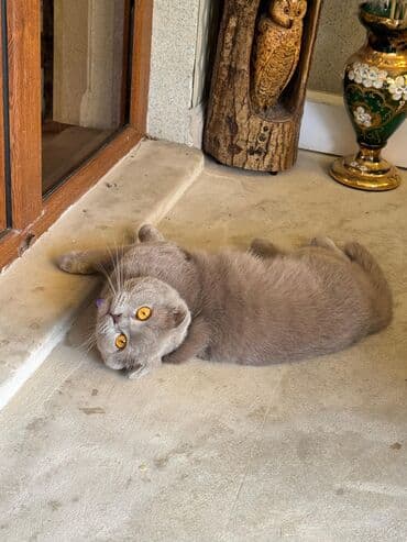 ən şirin pişiklər: Şotland yastı qulaq, Erkək, Yaxşı əllərə, Ünvandan götürmə — 2