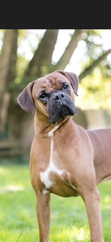 haski balalari satilir: Bokser, 1 il, Dişi — 1