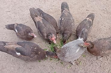 lal ördək: Salam 5 disi 3 ərkeydi heyvanar yumurtdayir tek tek disiler 30 çanat — 6