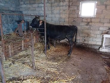 simental inek qiymeti: 7 aylıq erkək dana satıram 90 nan kox əti var sağlam yiyimgil maldı — 3