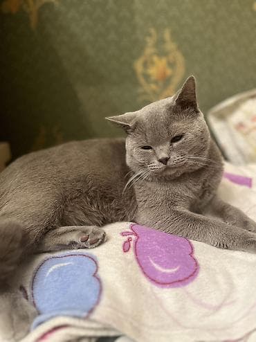 pişim: Şotland, Erkək, Cütləşmə üçün, Ödənişli çatdırılma — 8