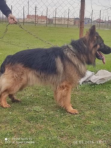 haski balalari satilir: Alman çoban iti, Erkek — 2