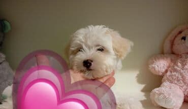 Çəngəllər: Maltipoo balaları - Cins: Maltipoo (Maltese x Poodle qarışığı) - — 3