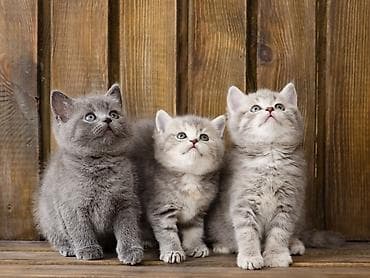 British Shorthair və Pers yeddi balalı pişik balaları Məhsul təsviri