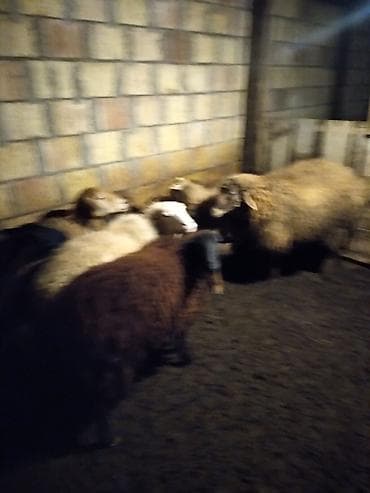 qoyun quzu: Qoyun sürüsü – ət və damazlıq üçün - Şəkillərdə qapalı tövlədə — 1