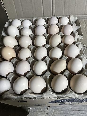 kend yumurtası: Serebristi, Xarkov və Avstralop mayalı toyuq yumurtaları. Hər gün — 2