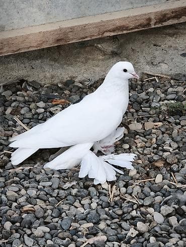 ucuz goyərcinlər: Oynaq quşdu çox iri lələkli — 1