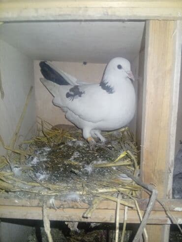 tovuz qusu balasi satilir: Ağ rəngli dekorativ göyərçin - Rəng: əsasən ağ, qara quyruq ucları və — 1