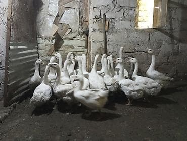 ana ari satisi: Dişi, | Linda, Damazlıq, Ünvandan götürmə — 1