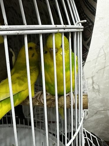 ucuz itlər: 3 cütdür 3 cütdə yuvaya girib çıxır evdən köçürəm deyə satıram çox — 5