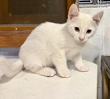 ağ baliq: Ağ tüklü balaca pişik balası - Rəng: tam ağ, yumşaq tüklü - Gözlər — 1