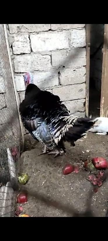 Digər heyvanlar: Erkək, Damazlıq — 6