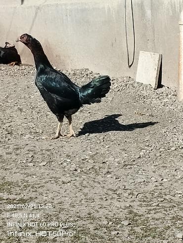 Toyuq, Damazlıq lalafo.az -da Toyuq, Damazlıq