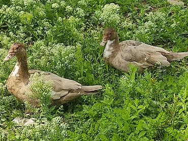 cucə və xoruz təmsil: Dişi, | Lal ördək, Damazlıq — 5