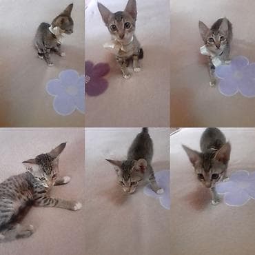 Lənkəranda etibarlı əllərə bala pişiklər🐈🐈🐈sahibləndirilir.Şirin