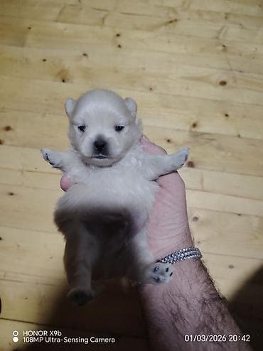 it alqi satqisi: Şpitz — 4