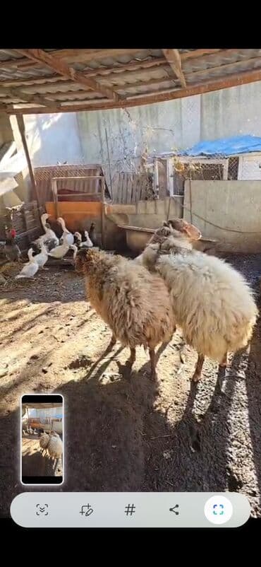 qoyun quzu satilir: Məhsul: Qoyunlar (2 baş) Təsvir: - Şəkillərdə görünən 2 baş qoyun — 4